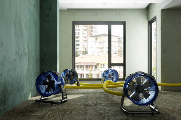 Best Professional water damage repair  in St Anne, IL